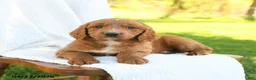 Goldendoodle dogs for sale: Cooper - Ad 1