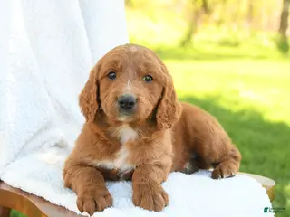 Goldendoodle dogs for sale: Cooper - Ad 2