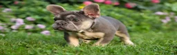 French Bulldog dogs for sale:  Flora Jane 🩷 - Ad 9