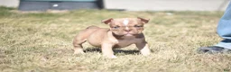 American Bully dogs for sale: American Bully Puppy 3 - Ad 1