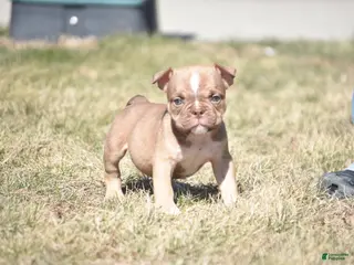 American Bully dogs for sale: American Bully Puppy 3 - Ad 3