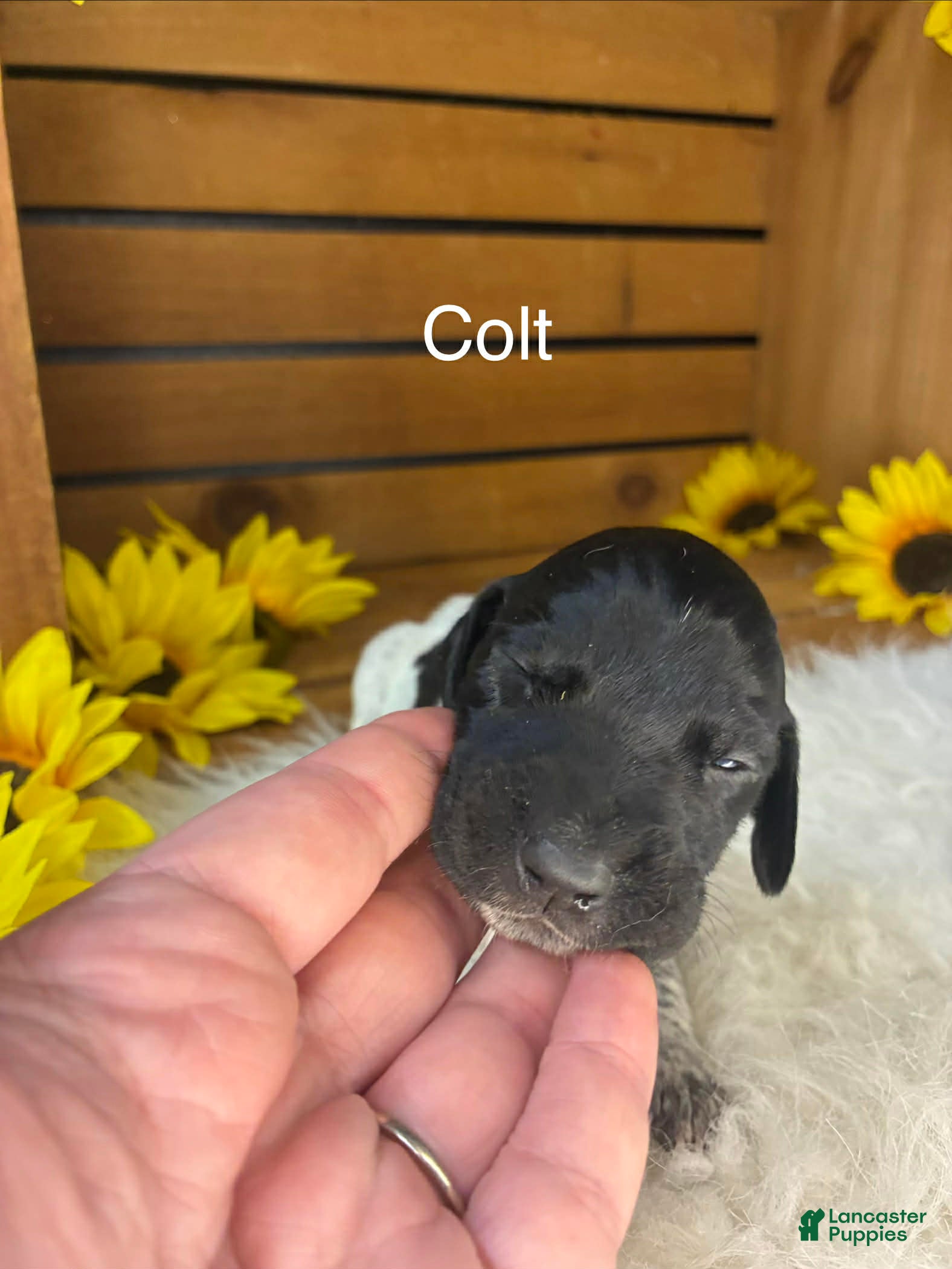 German Shorthaired Pointer dogs Colt - Ad 24