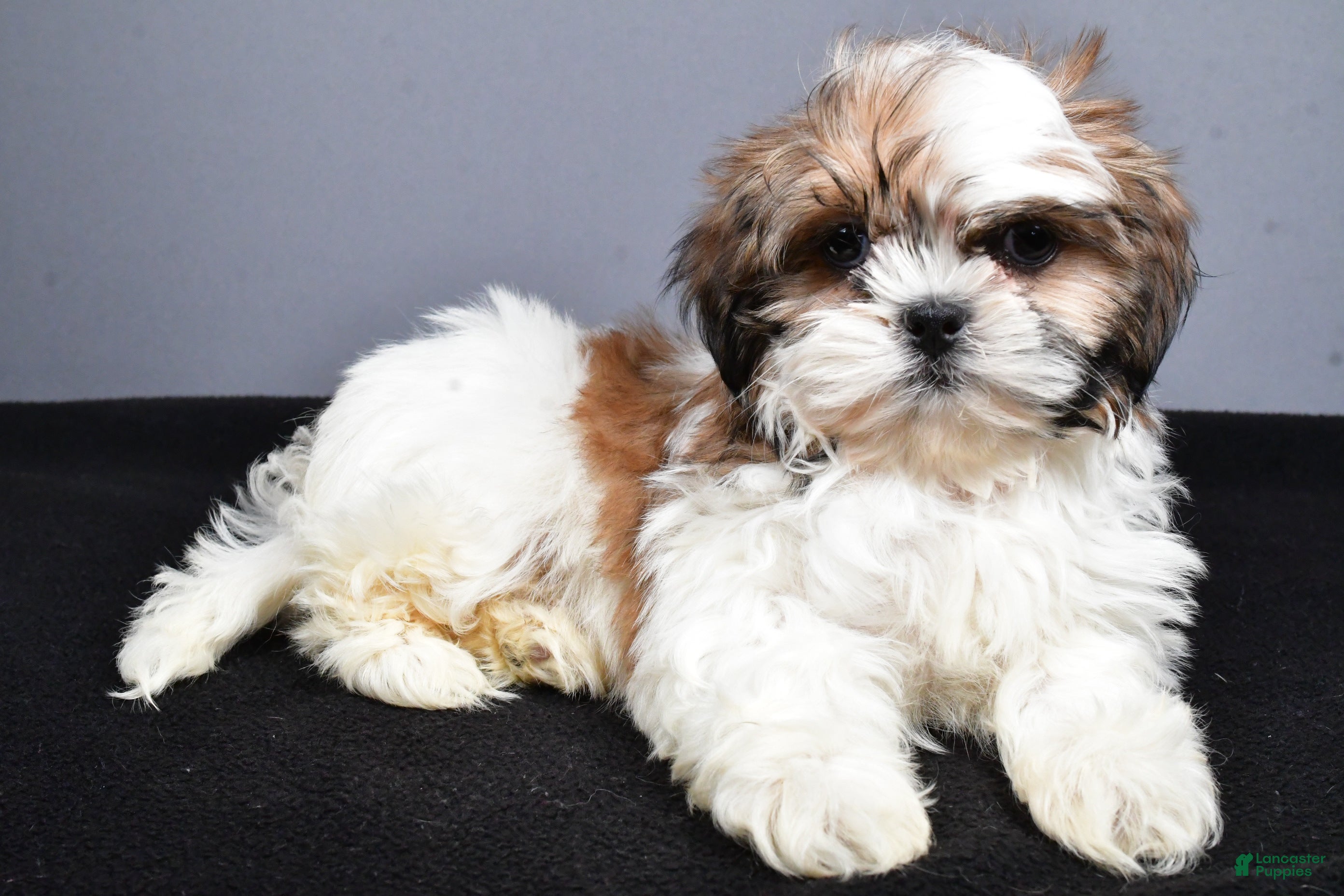 Shih Tzu dogs Flint - Ad 2