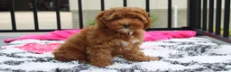 Cockapoo dogs for sale: Penny - Ad 6