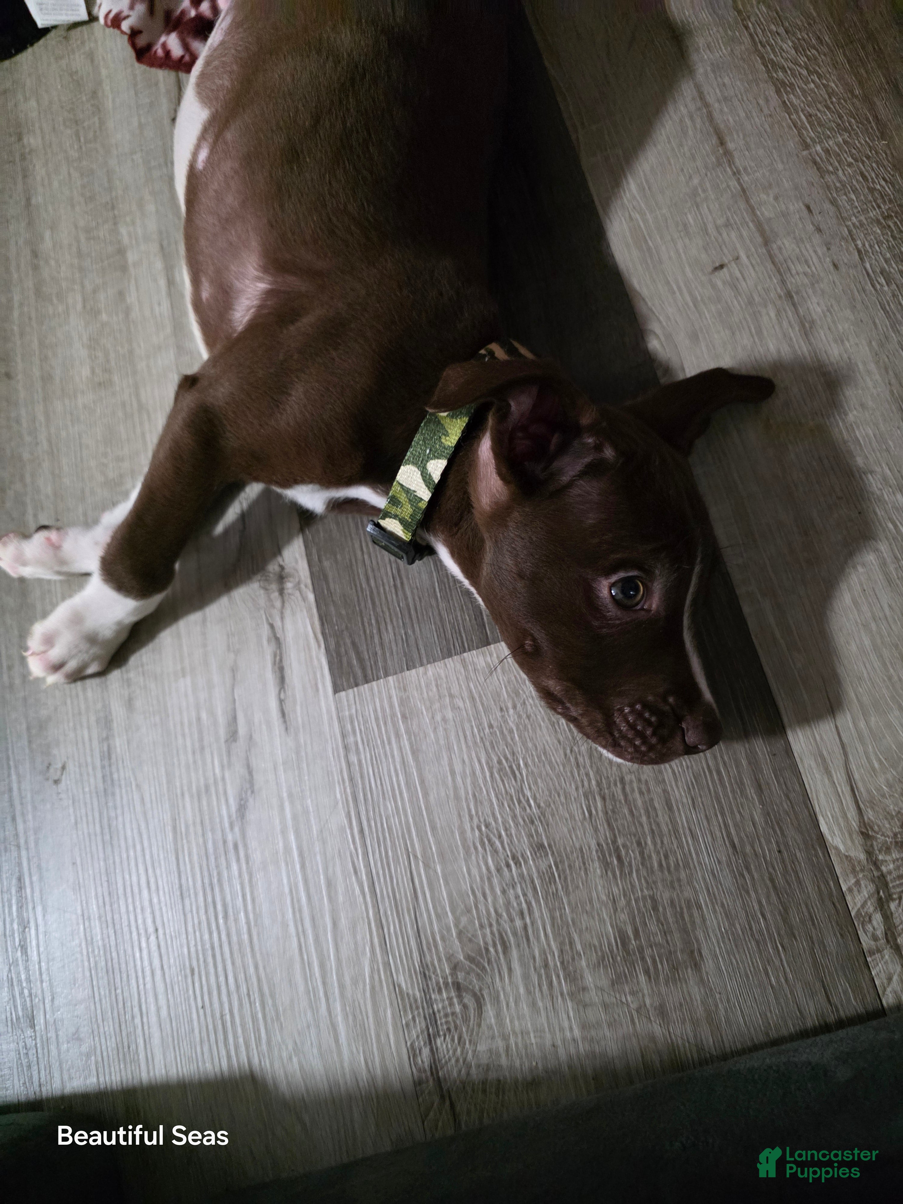 American Pit Bull Terrier dogs American Pit Bull Terrier Puppy 1 - Ad 7