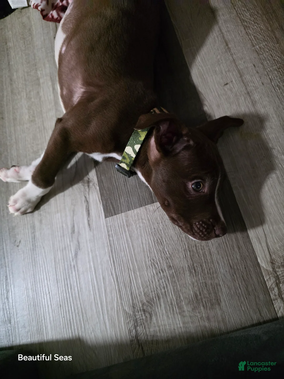 American Pit Bull Terrier dogs for sale: American Pit Bull Terrier Puppy 1 - Ad 1