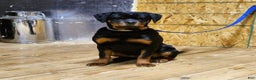 Rottweiler dogs for sale: Becky  - Ad 15