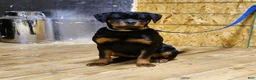 Rottweiler dogs for sale: Bonnie - Ad 15