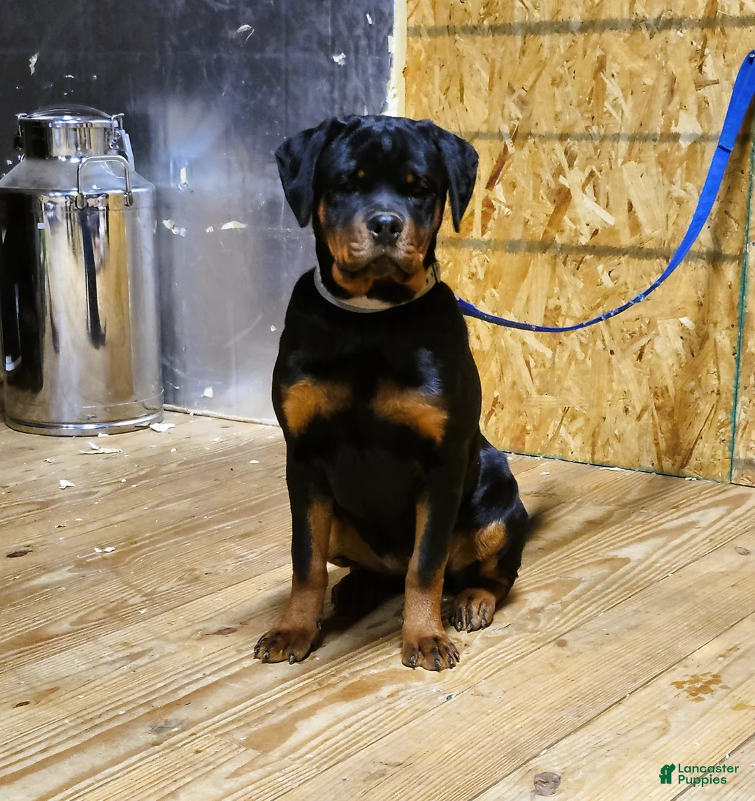 Rottweiler dogs for sale: Bonnie - Ad 15