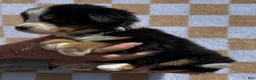 Bernese Mountain Dog dogs for sale: Bunny - Ad 3