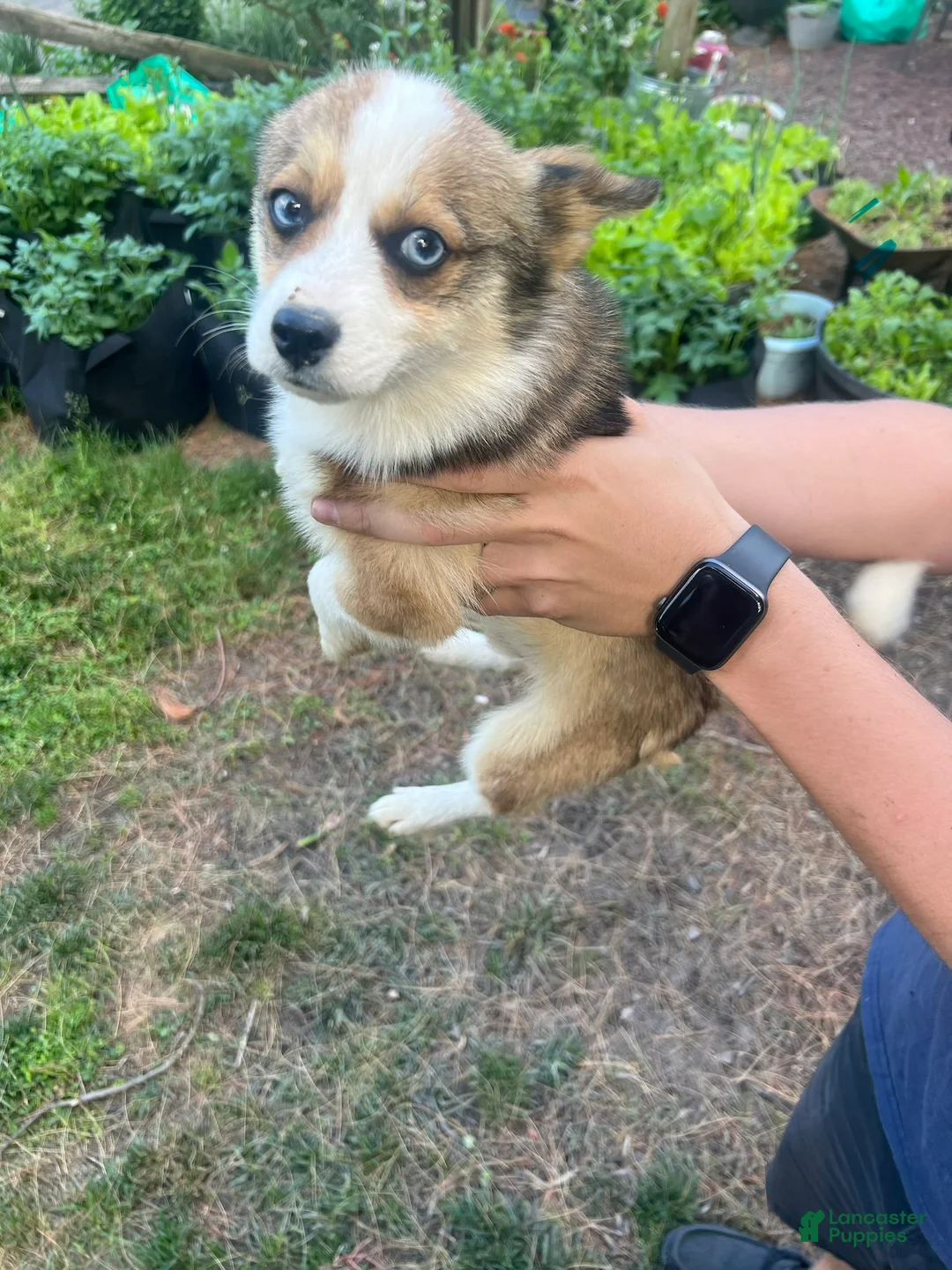 Mixed Breed dogs for sale: Mixed Breed 1 - Ad 1