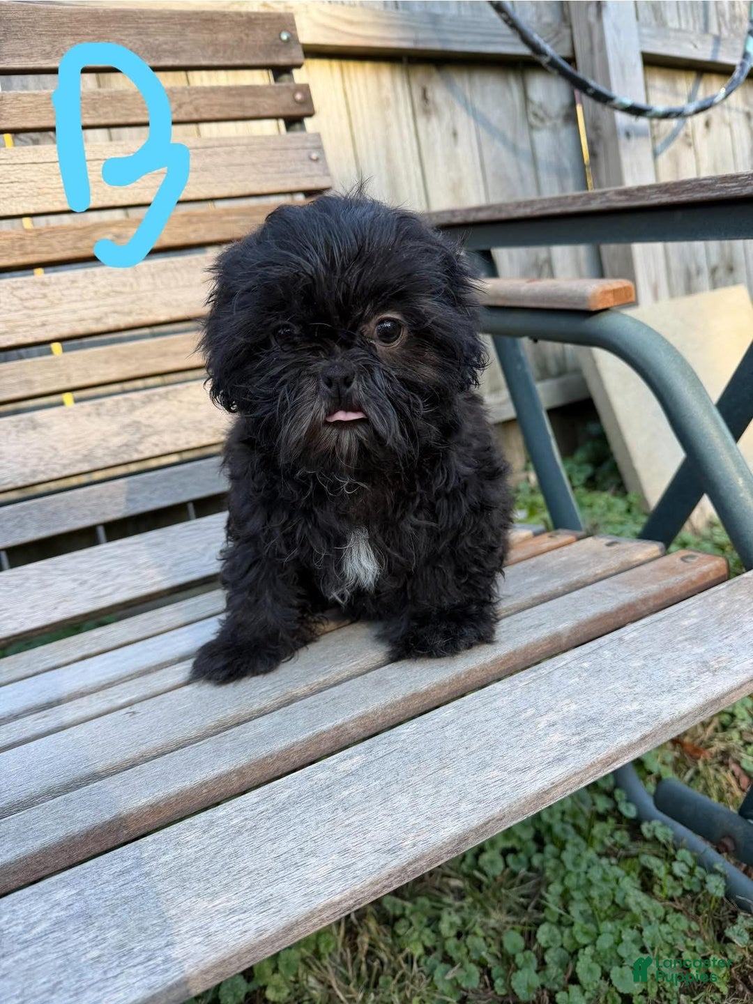 Shih Tzu dogs for sale: Shihtzu - Ad 8