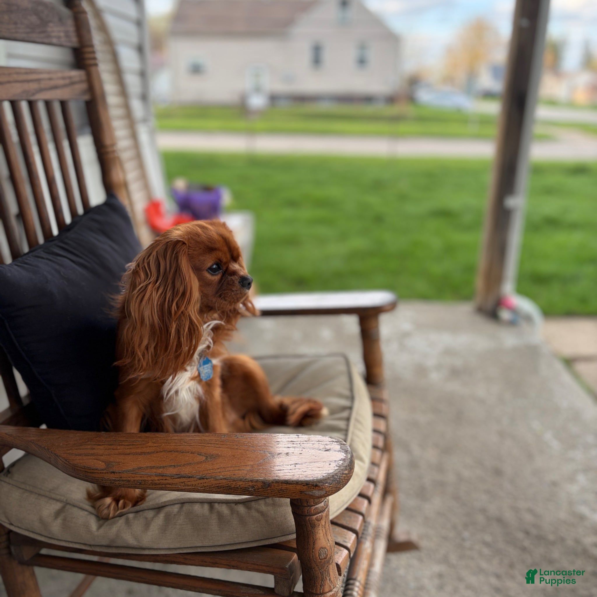 Cavalier King Charles Spaniel dogs RUBY Cavalier King Charles Spaniel STUD SERVICE - Ad 1