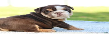 English Bulldog Puppy 2