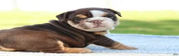 English Bulldog dogs for sale: English Bulldog Puppy 2 - Ad 1