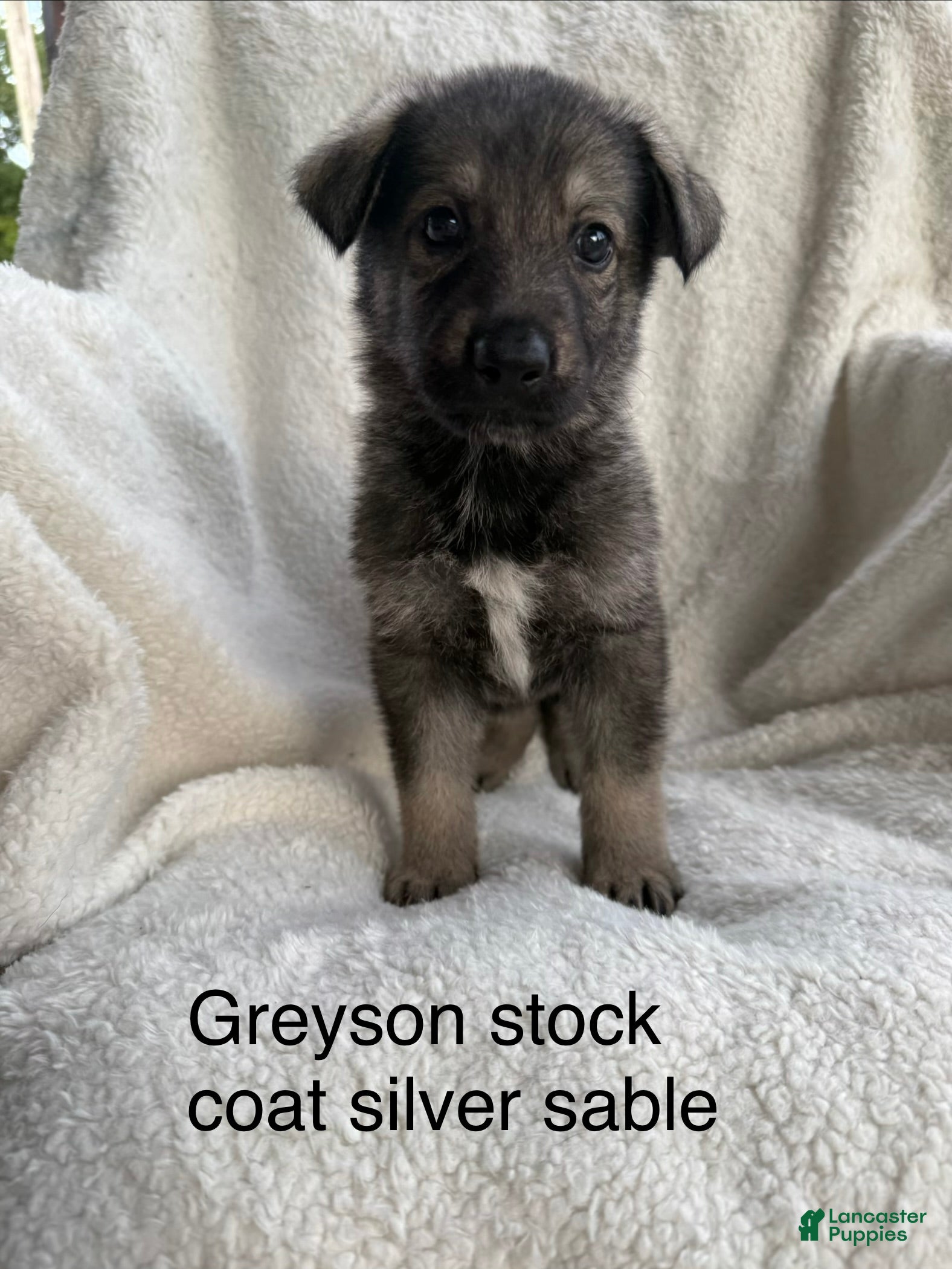German Shepherd dogs Scrappy  - Ad 1