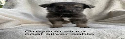 German Shepherd dogs for sale: Jack  - Ad 29