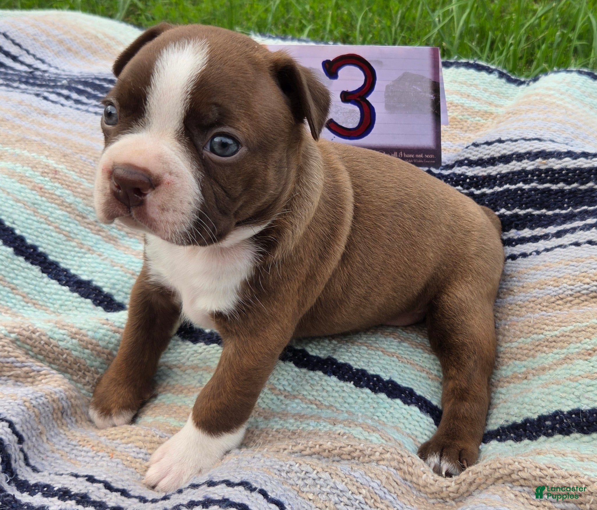 Boston Terrier dogs Ava Boston Terrier 3 - Ad 9