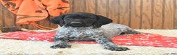 German Shorthaired Pointer dogs for sale: Dutch - Ad 3
