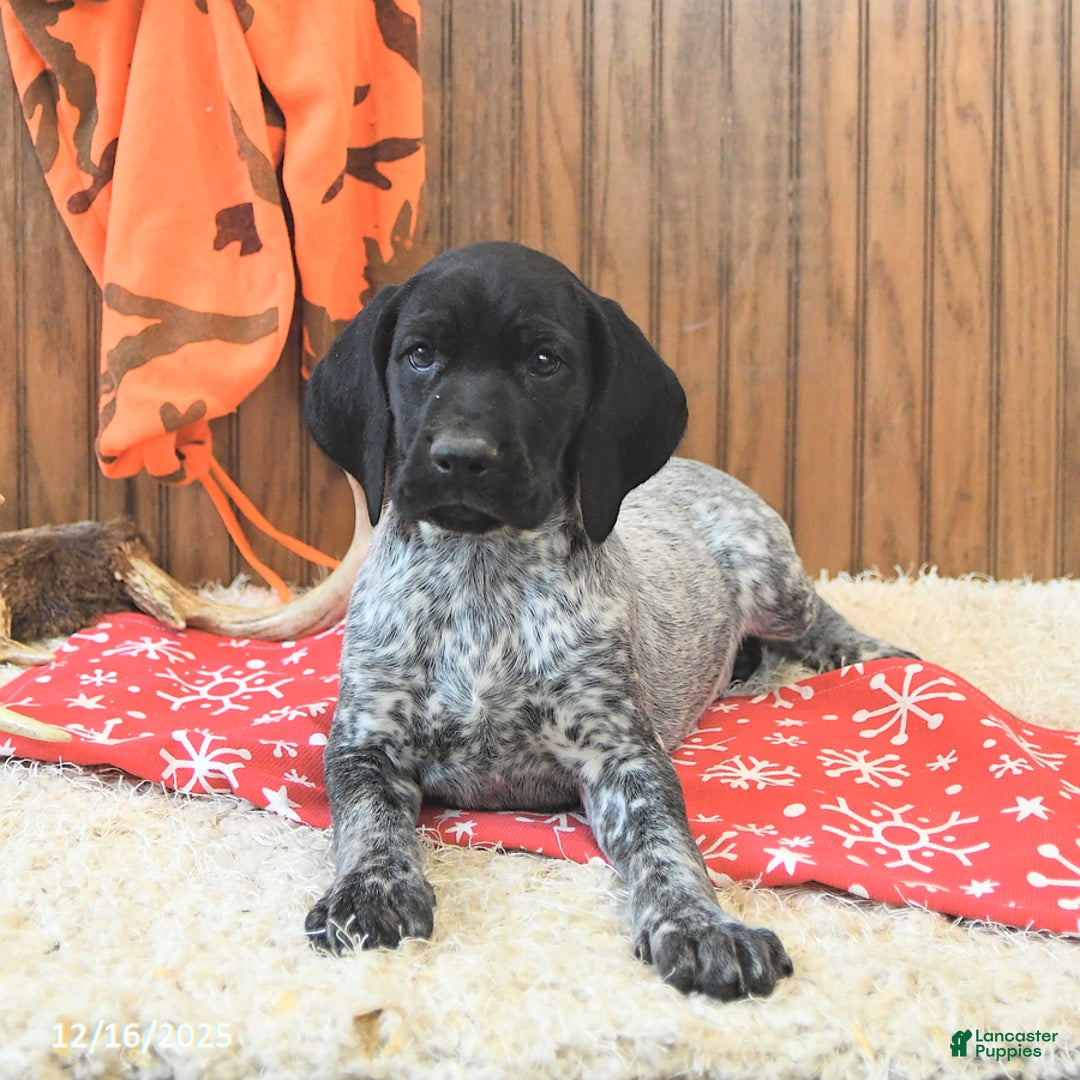 German Shorthaired Pointer dogs for sale: Dutch - Ad 3