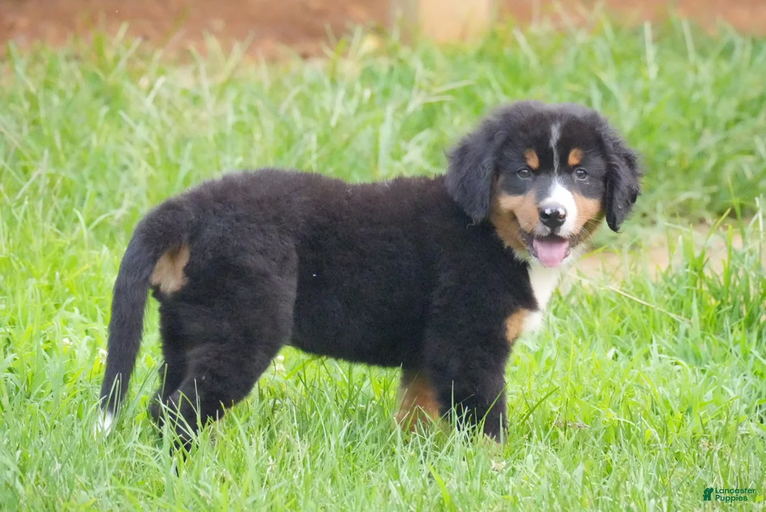 Bernese Mountain Dog dogs for sale: Bentley - Ad 1