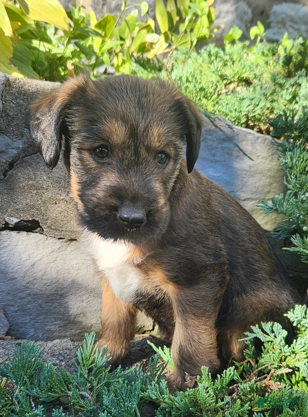 Mixed Breed dogs for sale: Bandit - Ad 1