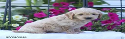 Mini Goldendoodle dogs for sale: Julie - Ad 3