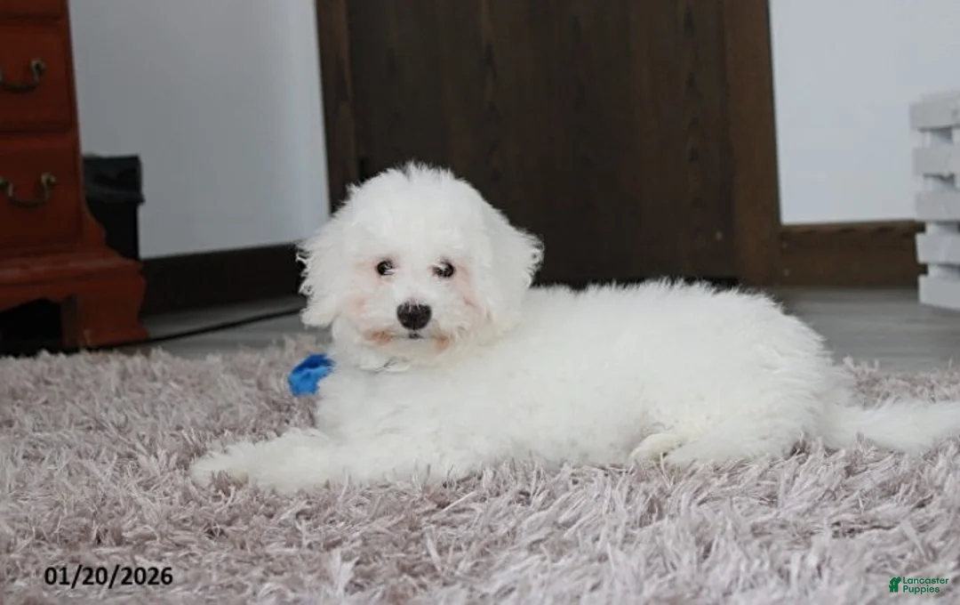 Bichon Frise dogs for sale: Rory - Ad 4