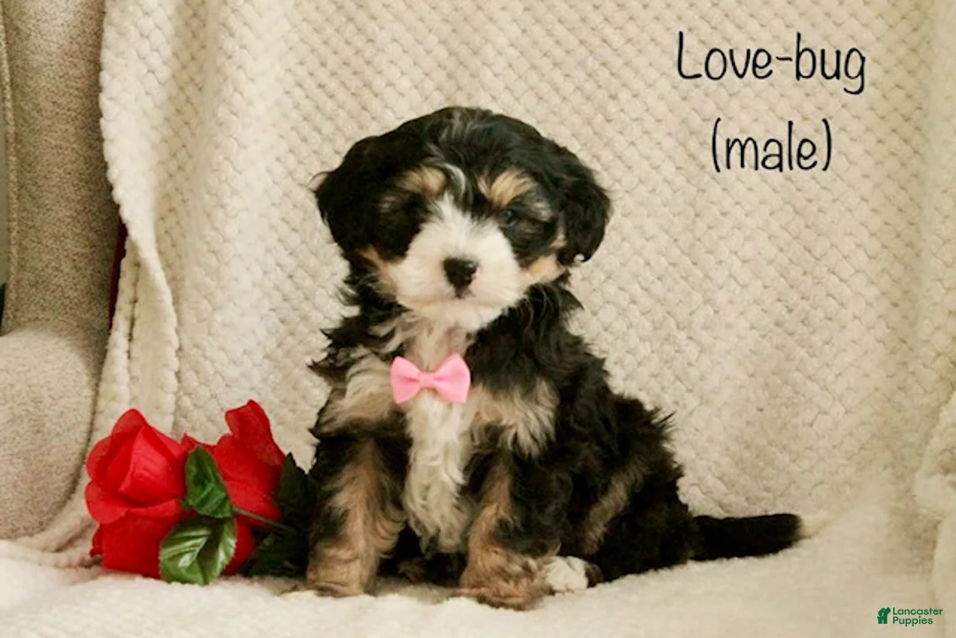 Mini Bernedoodle dogs for sale: Love-bug - Ad 1
