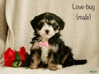 Mini Bernedoodle dogs for sale: Love-bug - Ad 2