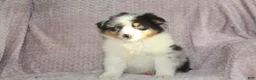 Australian Shepherd dogs for sale: Pixie  - Ad 3