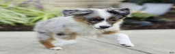 Miniature Australian Shepherd dogs for sale: Tristen  - Ad 5