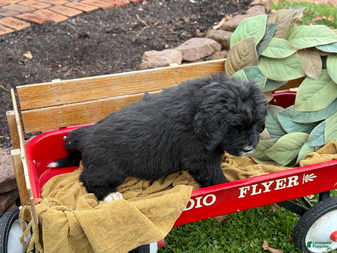 Mixed Breed dogs for sale: Willow - Ad 9