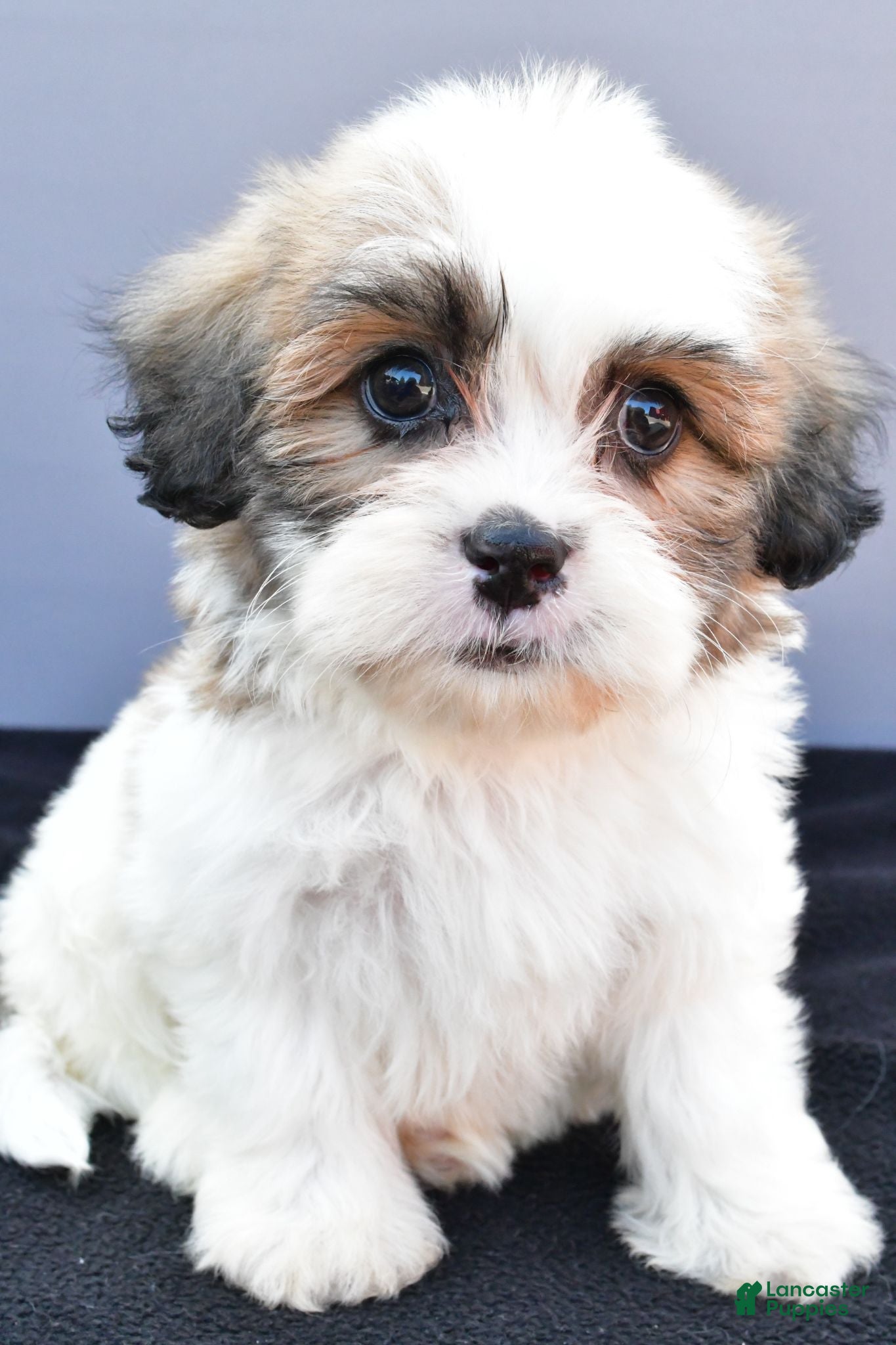 Teddy Bear dogs Tyler - Ad 1