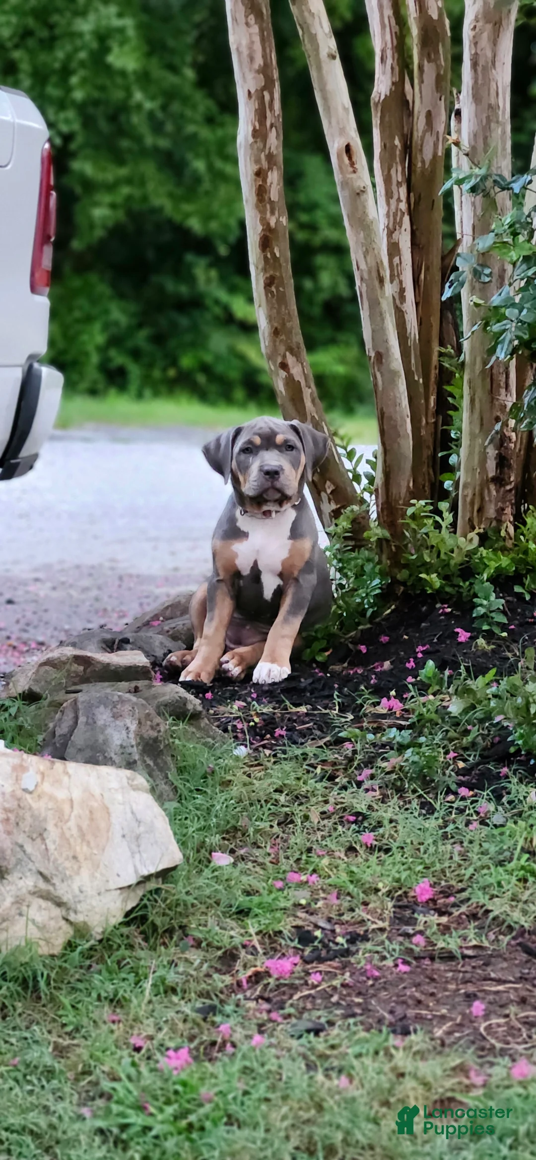 American Bully dogs for sale: Violet - Ad 2