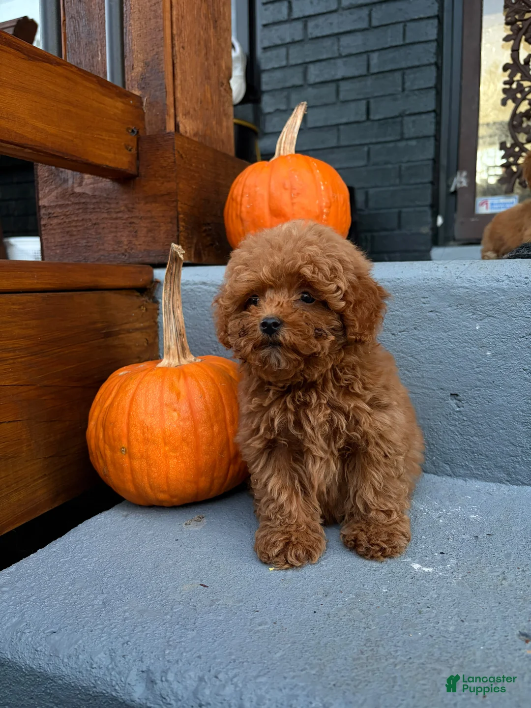 Toy Poodle dogs for sale: 🎃❤️  PUMPKIN🎃❤️  - Ad 1