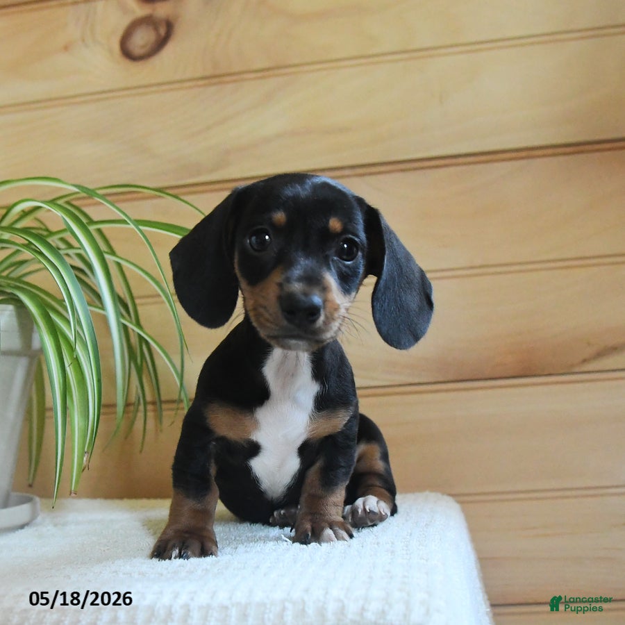 Miniature Dachshund dogs Sheila - Ad 1