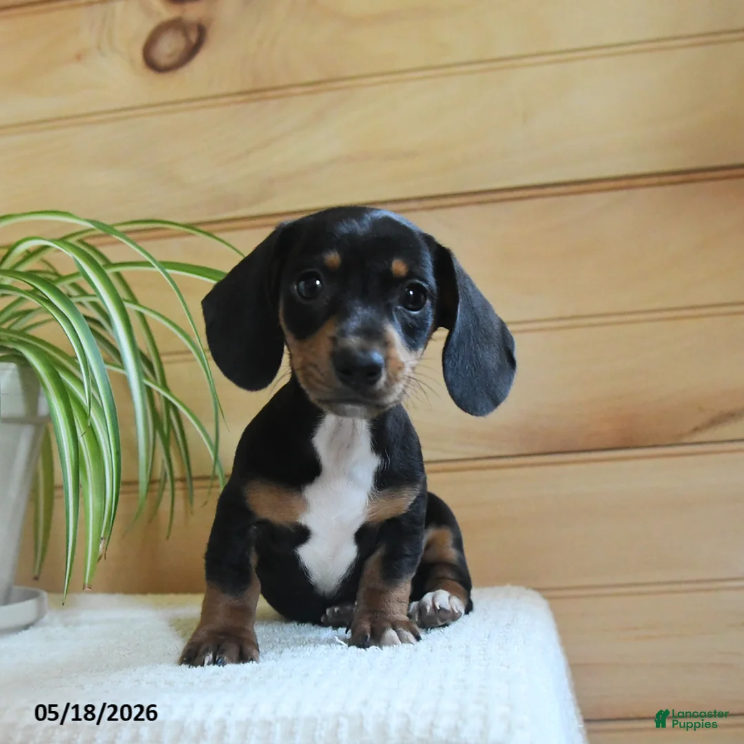 Miniature Dachshund dogs for sale: Sheila - Ad 1