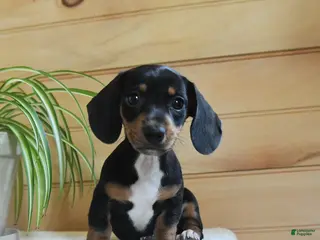 Miniature Dachshund dogs for sale: Sheila - Ad 3