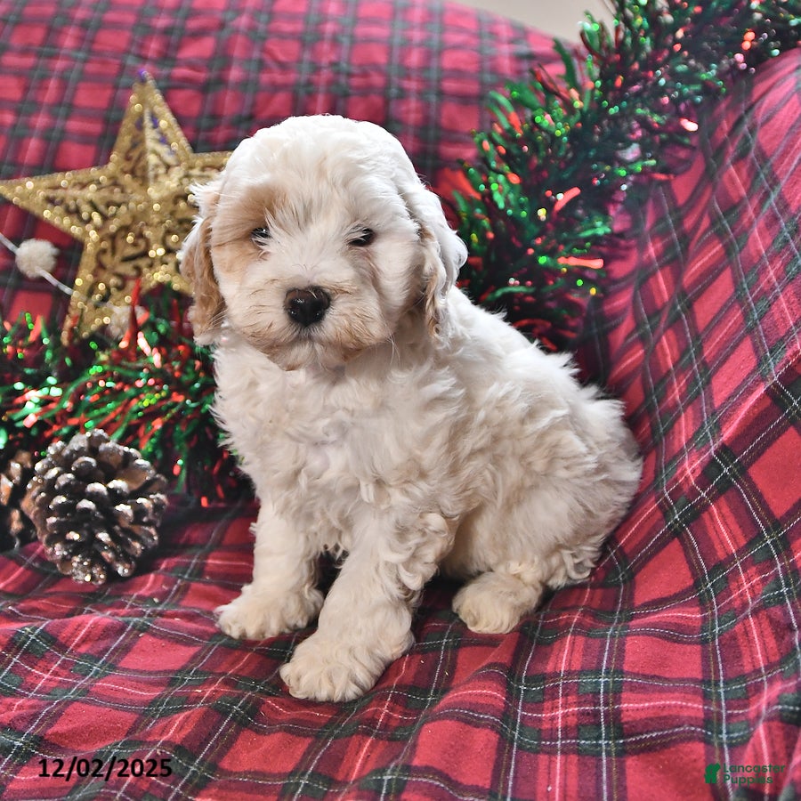 Miniature Poodle dogs Bailey - Ad 6