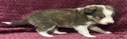 Shetland Sheepdog dogs for sale: Finn - Ad 7