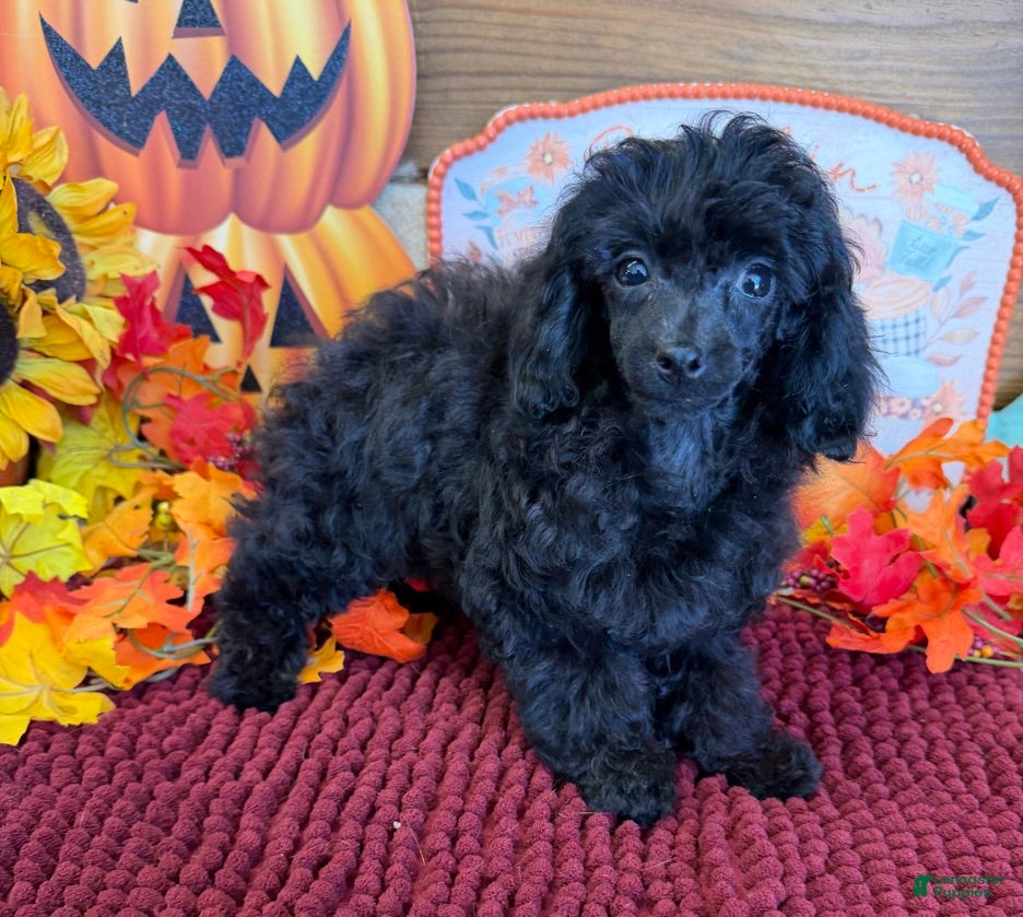 Toy Poodle dogs for sale: Goblin - Ad 42