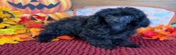 Toy Poodle dogs for sale: Goblin - Ad 1