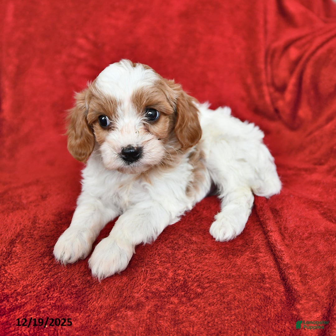 Cavapoo dogs for sale: Alex - Ad 2
