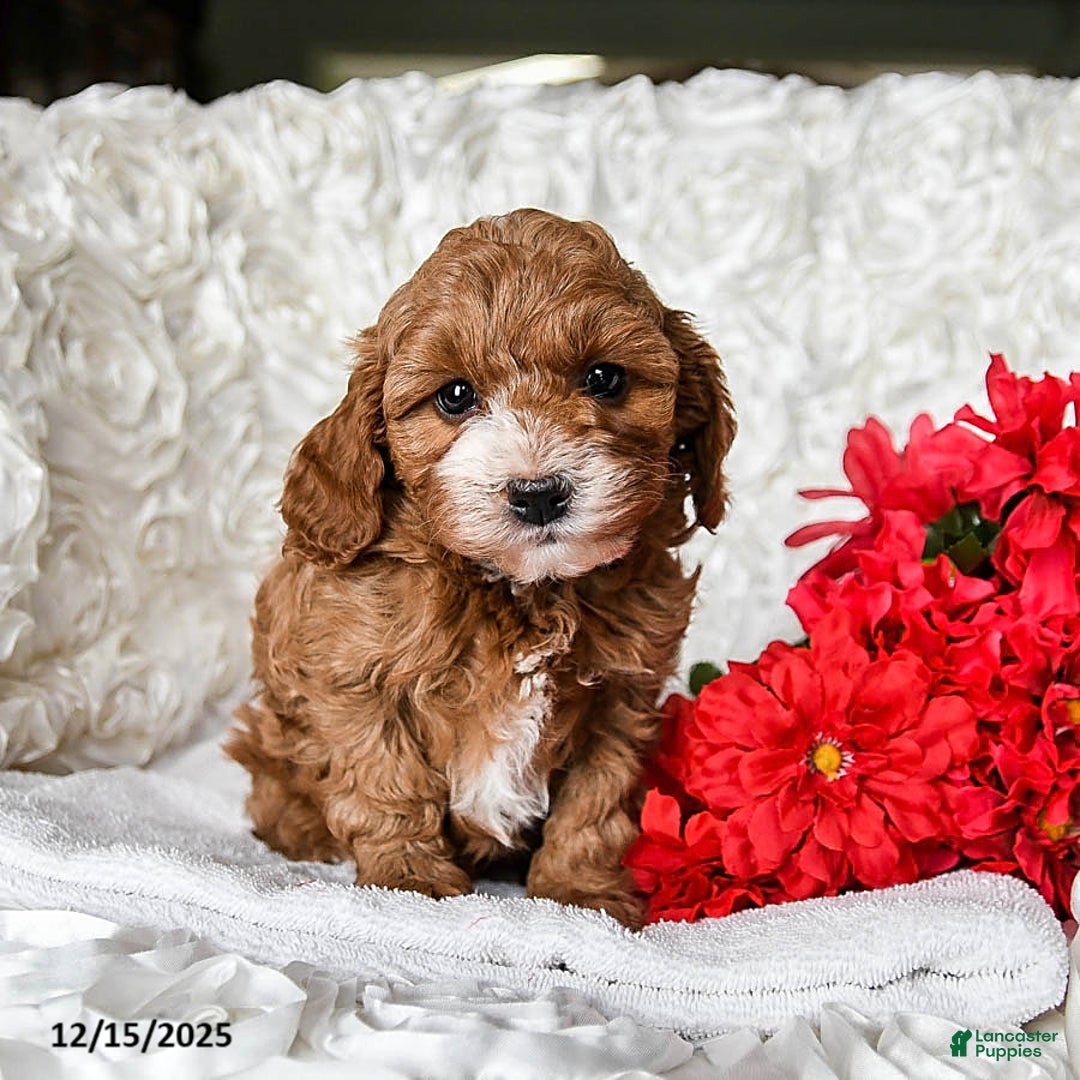 Cavapoo dogs for sale: Angel - Ad 3