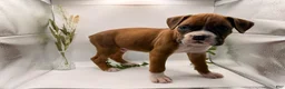 Boxer dogs for sale: Champ  - Ad 41