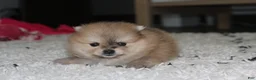Pomeranian dogs for sale: Honey  - Ad 9