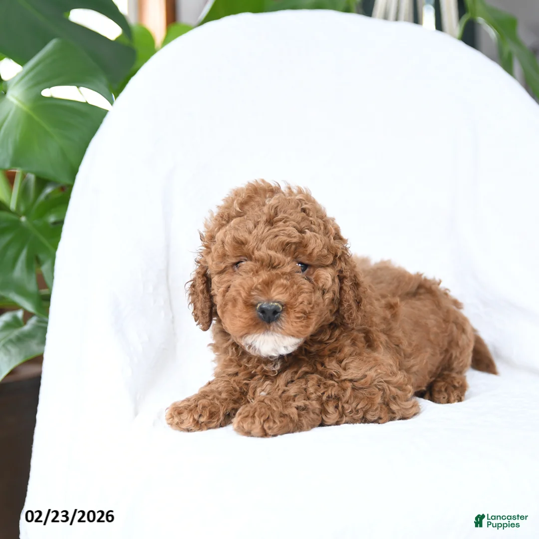 Mini Goldendoodle dogs for sale: Toasty - Ad 4
