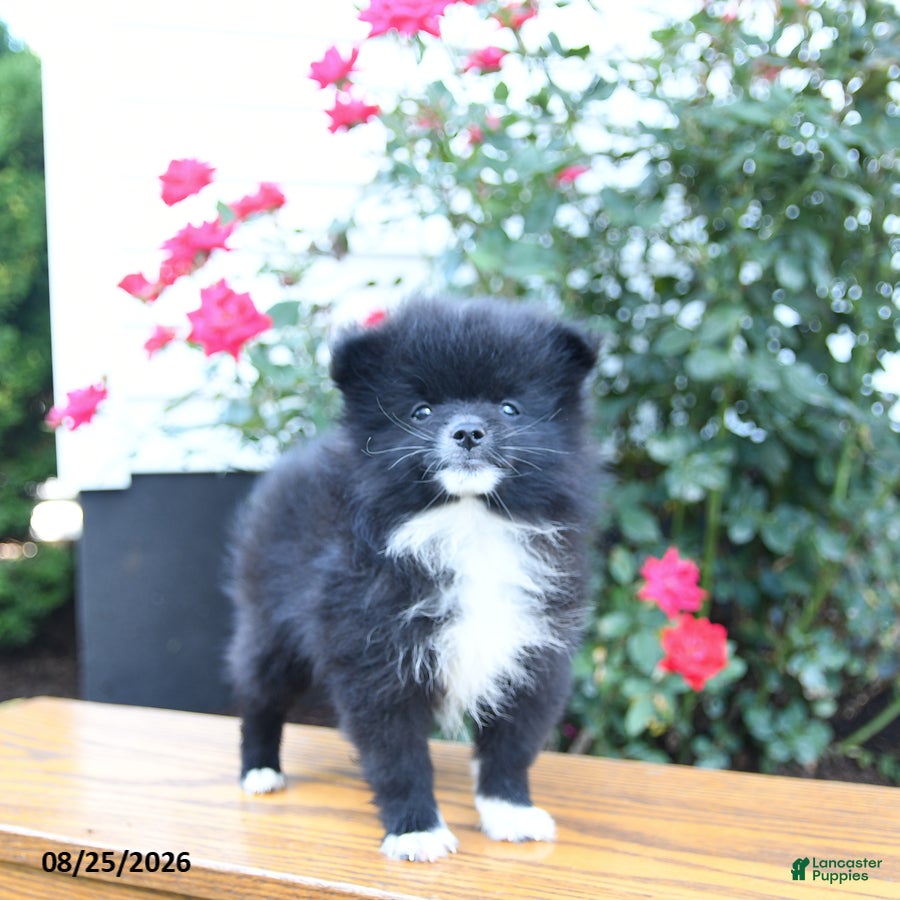 Pomeranian dogs Marky - Ad 2