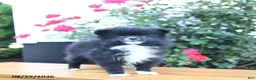 Pomeranian dogs for sale: Marky - Ad 2